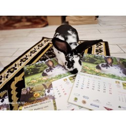 KALENDARZ KRÓLICZY 2026